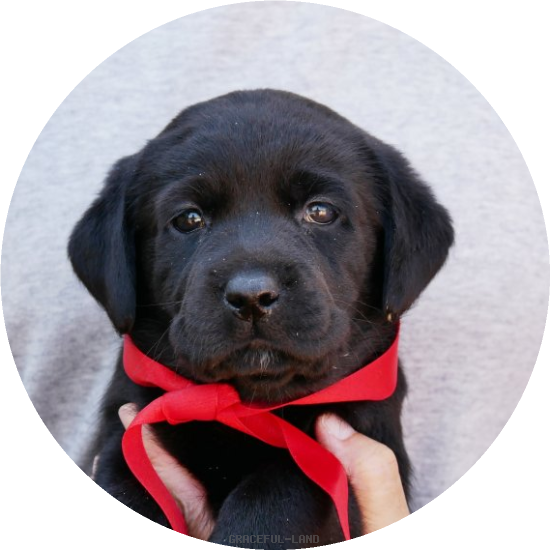 英国ラブラドールの子犬(A child of エルダー & ) 英国ラブラドールの子犬